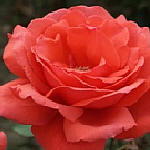 tea roses - Fragrant Cloud