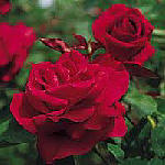 hybrid tea roses - Mister Lincoln