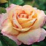hybrid tea roses - Peace