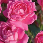 double knock out roses - pink
